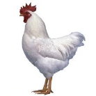 Minnesota State Poultry Association